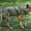 Coyotes Seen At Rikers Island & LaGuardia Will Be Killed